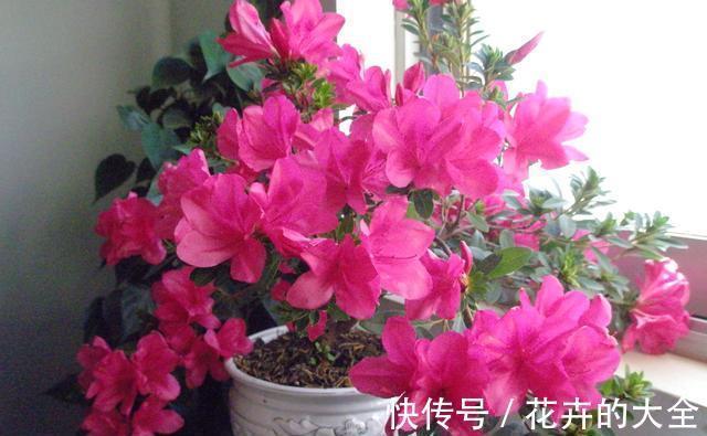 磷酸二氢钾|以下花想要养好难度大,需要熟知它的习性,养护上还要少犯错