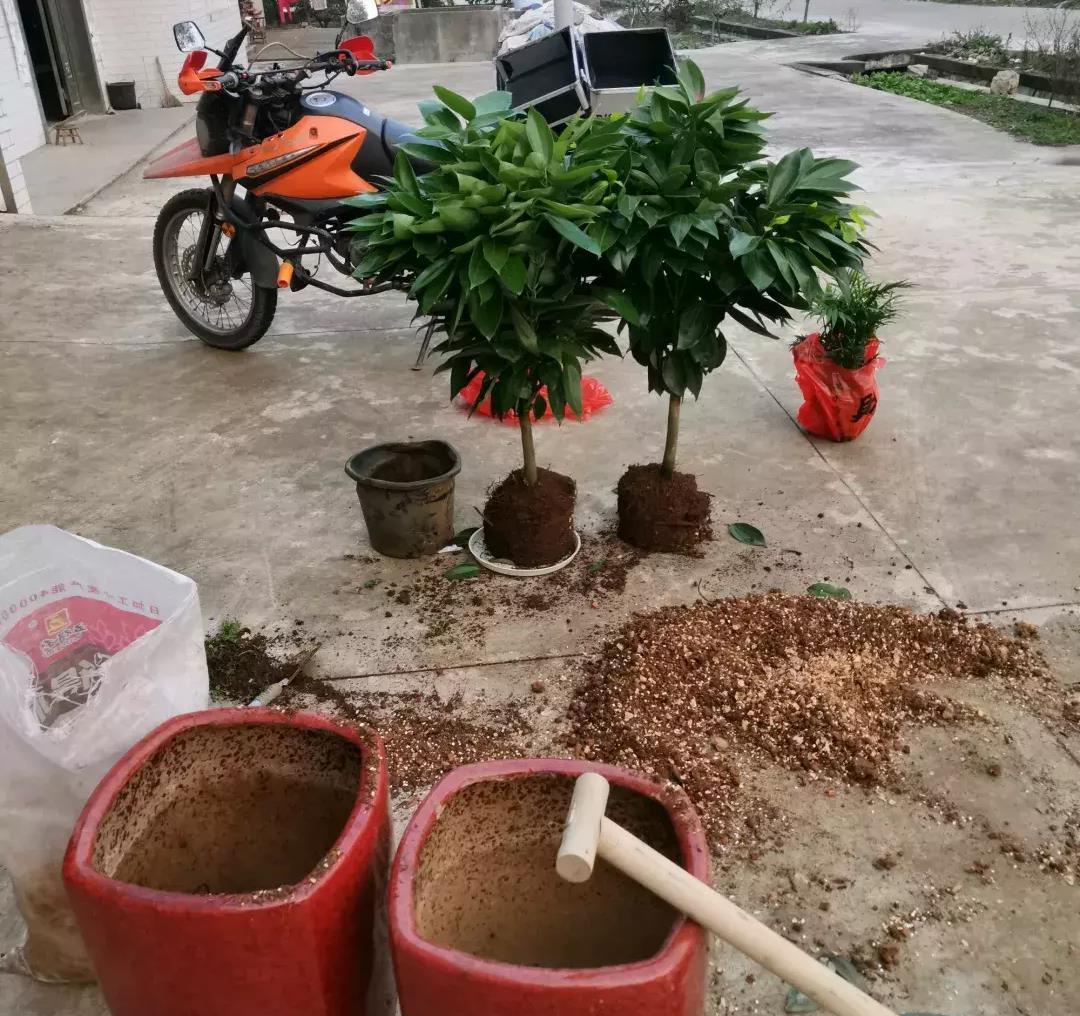 花盆儿|养花总不好？4个“胡乱闹”，看你占了几个，难怪养的差劲