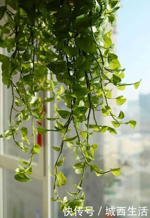 啤酒水|夏天浇花要注意,3种水扔了也别浇花,不然黄叶烂根,难过夏