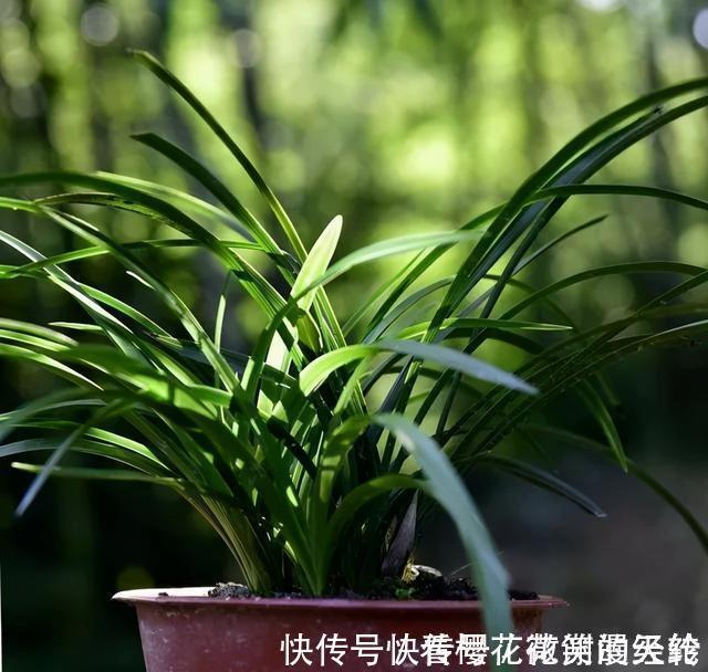 兰叶|怎么判断兰花缺少氮磷钾?学会这三招,养不好兰花都难