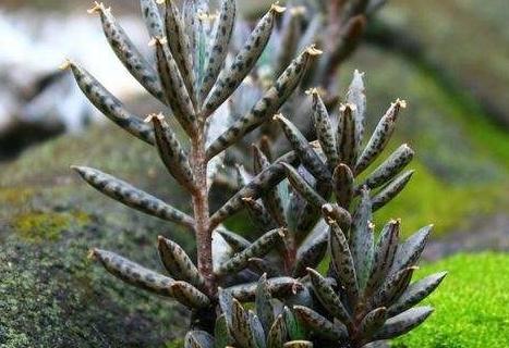 养不死的多肉排名,全是大普货,新手入坑必选它