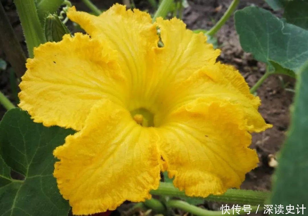 农村的6种花，烙饼子、炒菜、炖汤···再晚没得吃了！