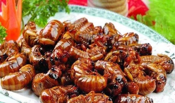 “知了猴”真是营养美食吗为什么树洞里的蚂蚁不吃“知了猴”