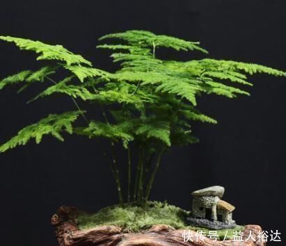 盆景|厨房里的“小东西”，拿来养文竹，比绿萝长得快，分分钟成盆景