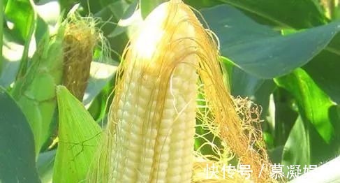 玉米须|玉米须泡水喝，难道真有那么多神奇的功效吗怎么制作玉米须茶