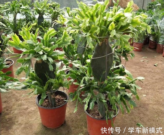 仙人掌嫁接蟹爪兰，先长“壮汉身”，再长蟹爪兰，避免被“吸干”！