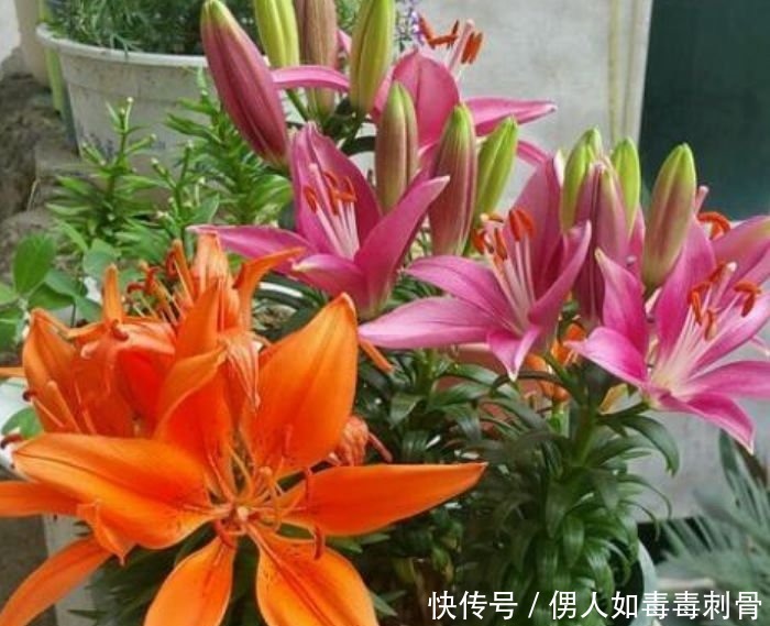 百合花|夏天养此款花卉,一开就是十几朵几十朵,非常漂亮,养起来太省心