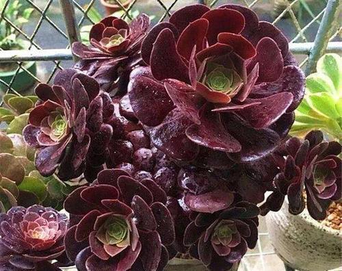 想要法师猛爆头?掌握几个小技巧,学会了轻松养成手捧花!