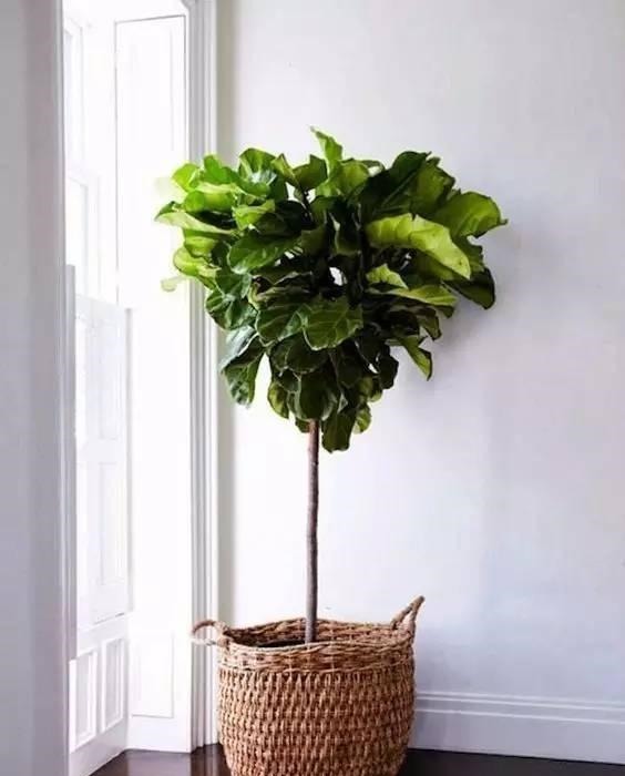 这几种高档花，摆在客厅，高级不失优雅感，养护简单四季常绿