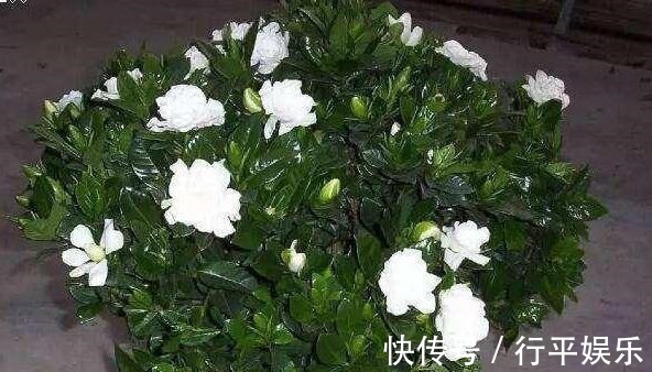 落花苞|栀子花难养做好3点，南方北方都能养好，花期长，香味浓！