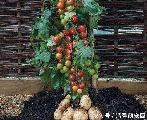 异想天开,土豆嫁接西红柿,长出这样的果实!