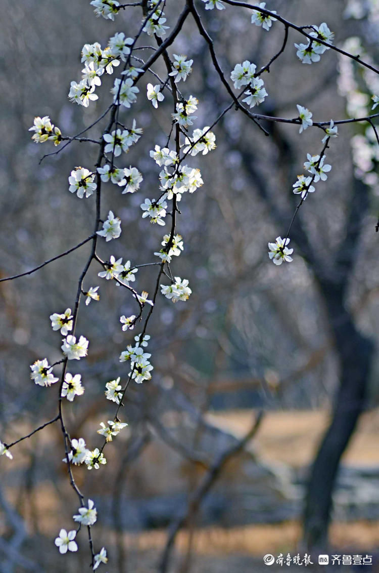 花开正好！千佛山上春风徐来，百花盛开|情报站| 寻访