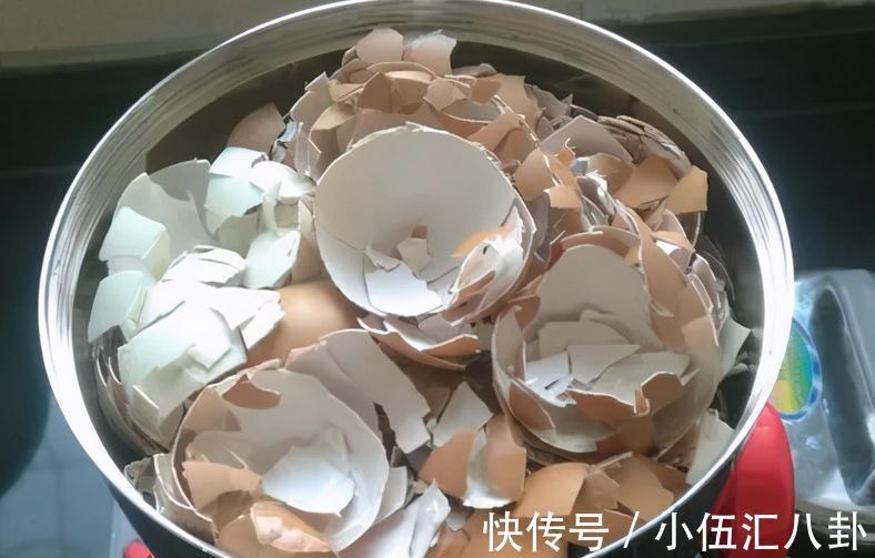 白醋|怎么用鸡蛋壳养花?掌握住注意事项,不花钱就养啥都不缺肥