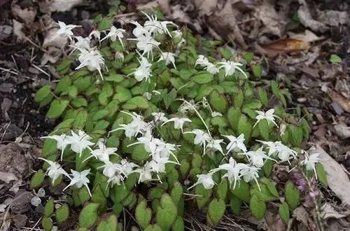 10种出彩的庭院地被花儿,最适合的才是最好的