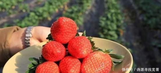 洗草莓,不要用食盐,换成这2样,虫卵脏东西全跑光,干净放心吃