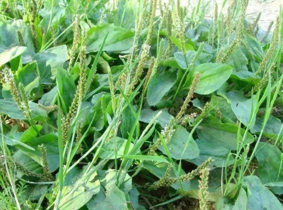 车前草泡水连喝一个月,身体收获喜人改变,早知早受益