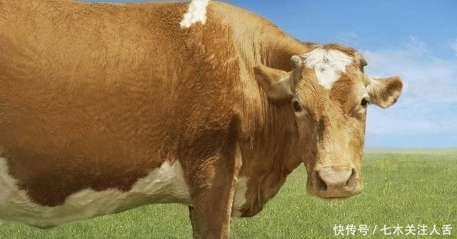 鸡的寿命是多长?猪、狗、牛、鹅不杀又