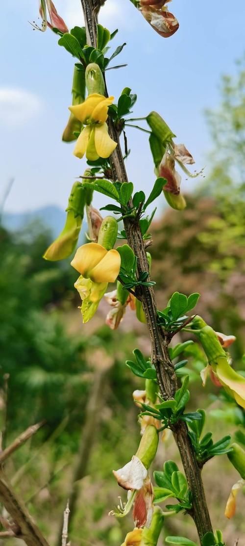 杜鹃花、油菜花、小野花漫山遍野……清明小长假，缙云驴友喊大家去踏青赏春