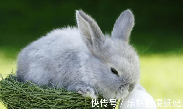 属兔|恭喜“大金兔”！若出生在这四个季节，旺人旺己，事业旗开得胜