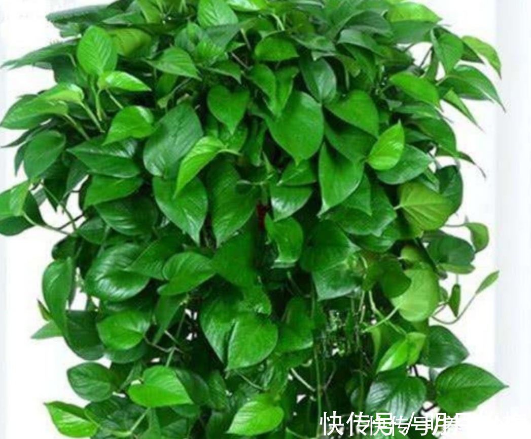 黄叶|朋友看到我养绿萝，让我赶紧扔掉，理由是“一棵绿萝藏七个鬼”