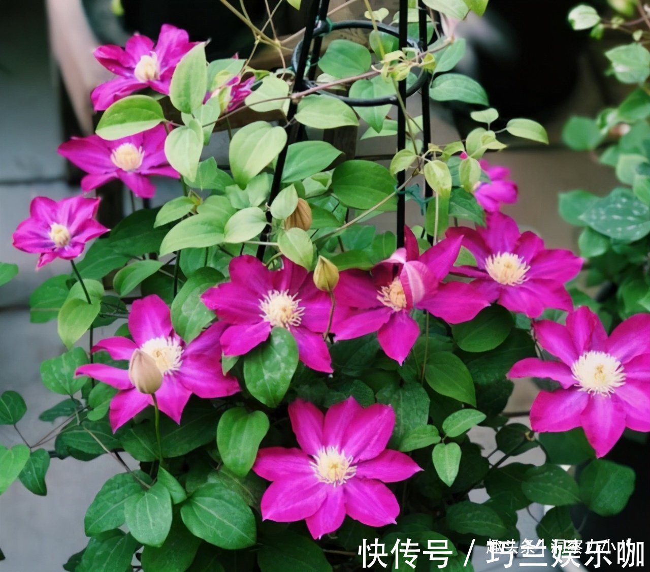 感染|四月养铁线莲,避开“三怕”撒欢长,次月顺着杆攀成“花帘子”