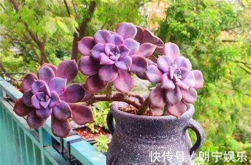 多肉|此款多肉植物,好养又贵气,易爆头长成小老桩,养花大神都爱养!