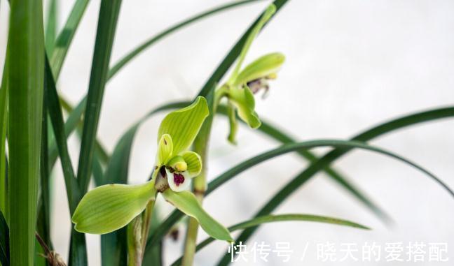 兰花长出花苞，“穷养”还是“富养”？关键看一点，穷富由它决定