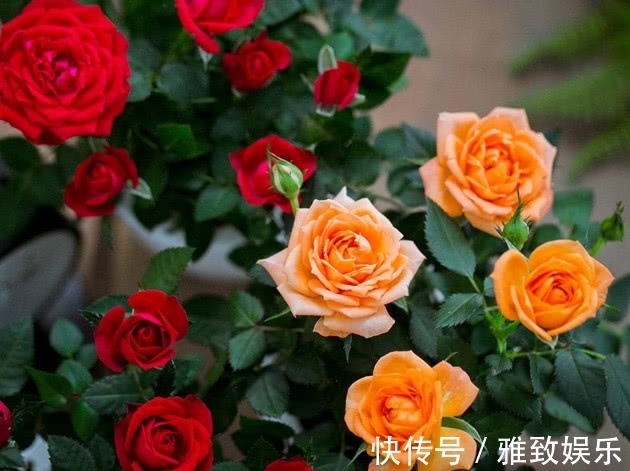 绚丽|月季花养不好老花友教你两招,花开绚丽又大朵,越养花越大