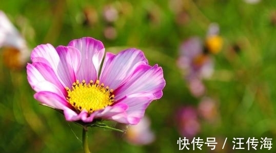 前任|7月末，百媚千红，唯你独钟，繁华逝去，依旧携手，永不凋零