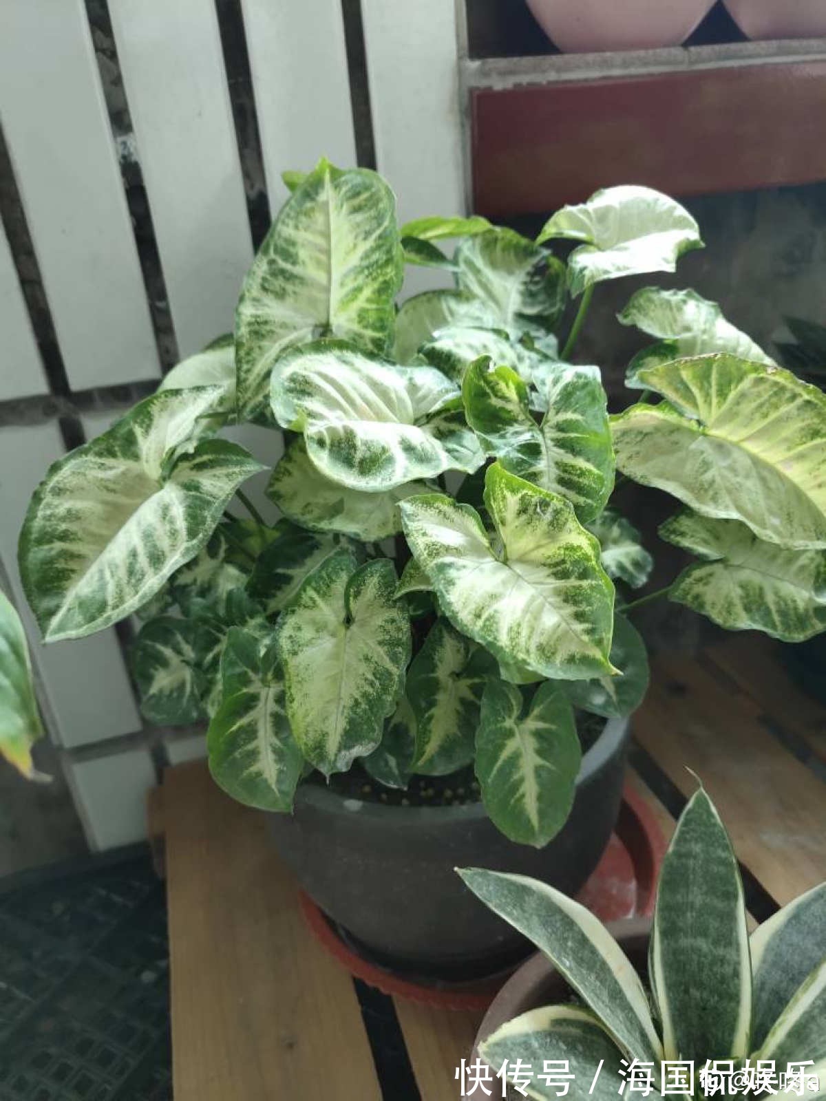 花花|家里光不好,就养10种耐阴绿植,叶子比花还要美