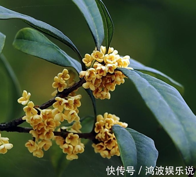 桂花|桂花夏天怎么养教你3个养护小妙招,花期9月,香味“飘香十里”