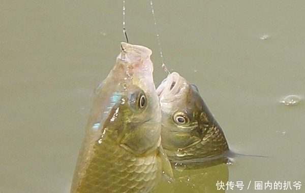 钓法|下面3种情况,钓鲫鱼是不能钓底的;不信的话,你可以试试