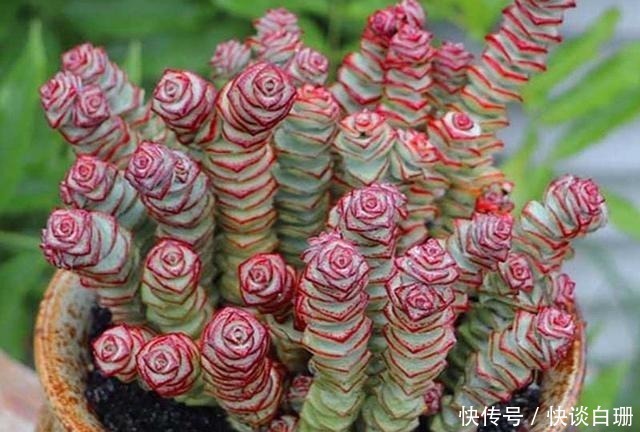 养护|这7款多肉名字金贵,寓意招财纳福,家中养一盆准没错