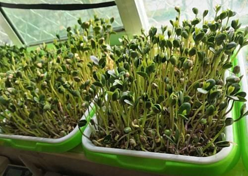 眼睛渾濁無神怎么辦？多吃以下東西，有助于緩解