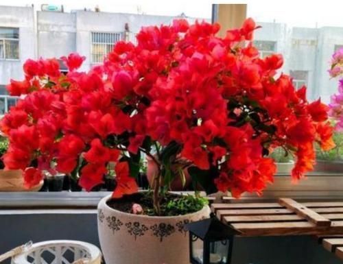 阳台适合养3种花,人养花,花也养人,解毒败火,家家必备!