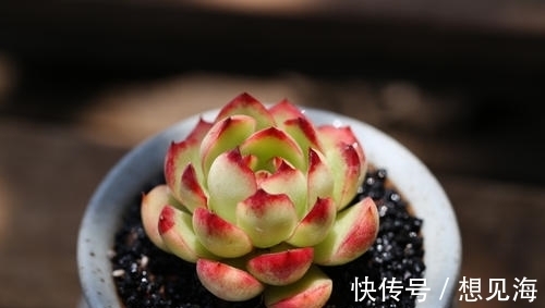 阳台也能养出漂亮多肉,这5款莲座肉肉,好养又省心,新手放心养