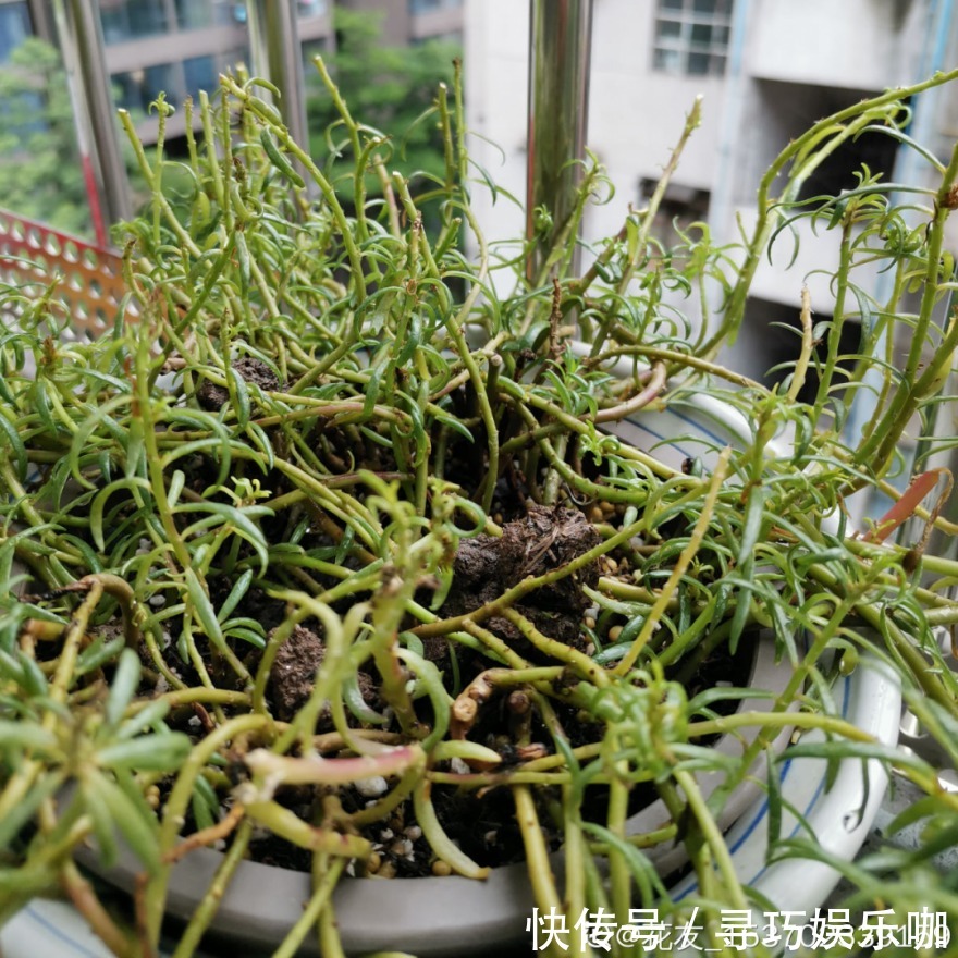 9种花特怕冷,低温浇水容易冻死,夜晚套袋子保暖