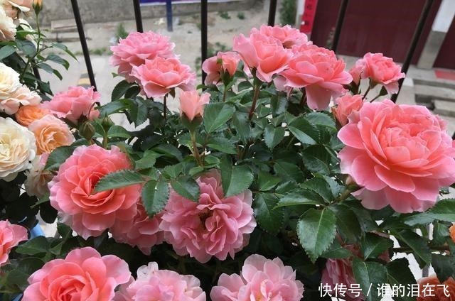 月季花|八种以“香”闻名的月季花，花开一朵，满屋子香气，养护也简单！