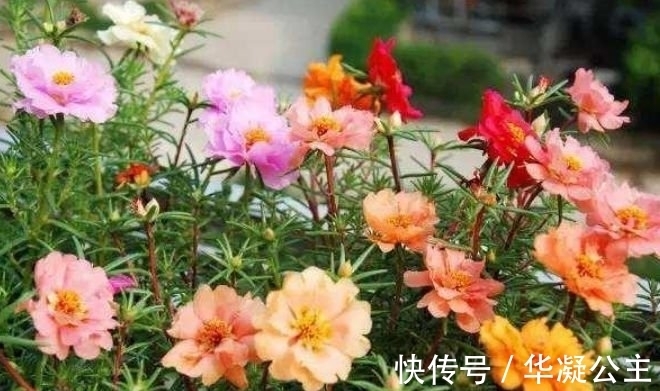 满盆|4种花很耐养，沾土就能活，花大色艳，全年开花不断