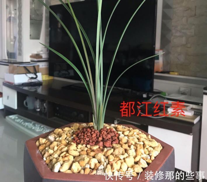 春剑红素之王:都江红素|春剑红素之王:都江红素,盆栽顾及到这些,品相完美,百看不厌