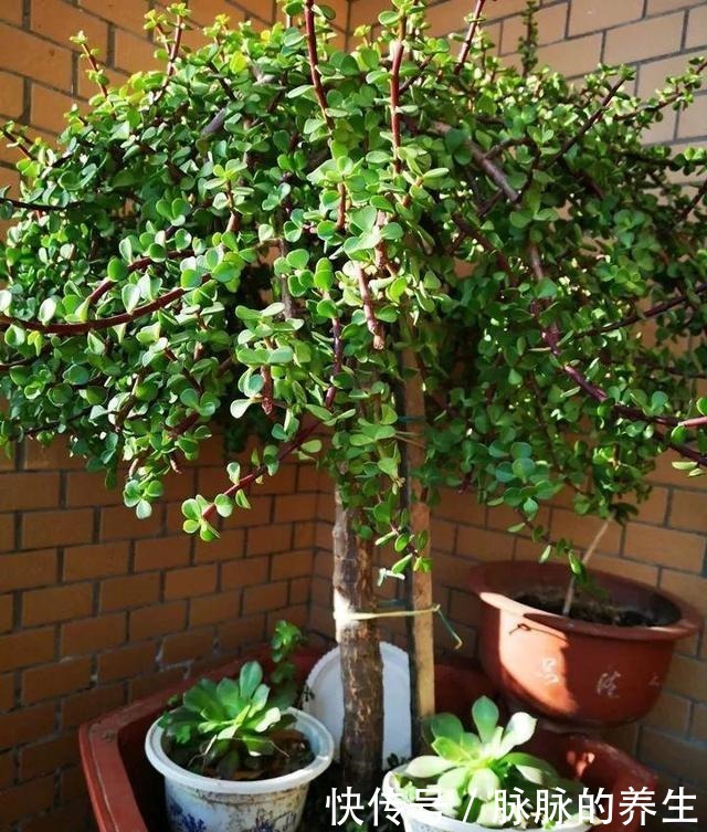 过年养盆“金枝玉叶”寓意好，盆景造型颜值高，越养越有钱！