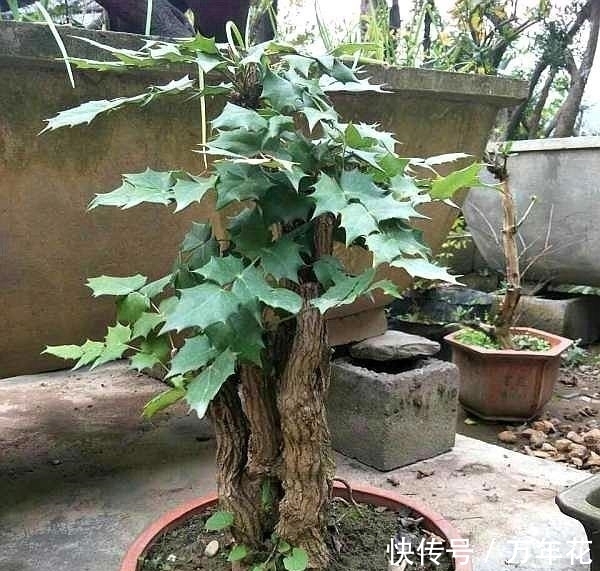 养花|这种“花”对人有“大功劳”,花朵一串串,是小感冒、痢疾大克星