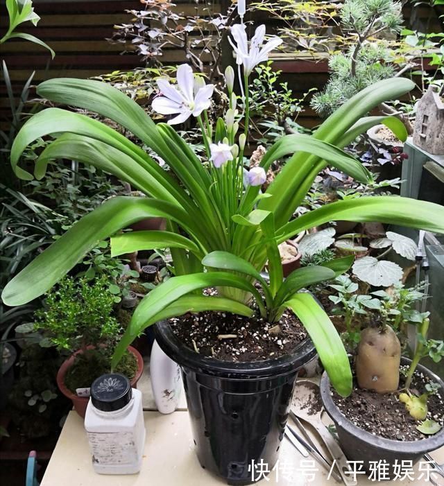 花花|这花被误认为“蓝色君子兰”，开花特漂亮，一根枝能开50朵花