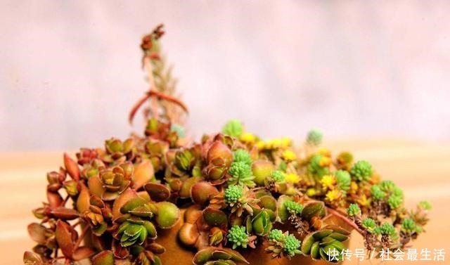 多肉植物四季浇水口诀,照着养,想养死都难!