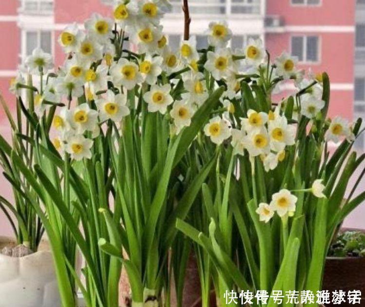 4种花超爱开花,全年开花不断,个个美的出奇