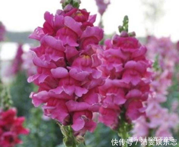 3种花养家里，绿油的枝叶，释放出氧气，轻松助力睡眠！