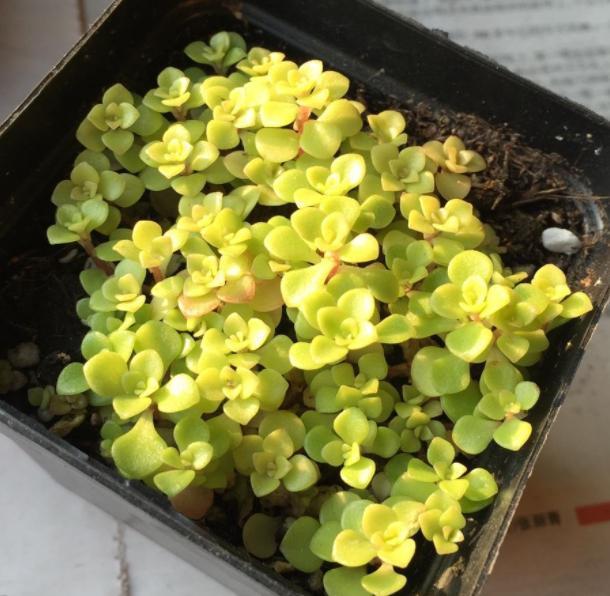 见阳光就疯长的“多肉”植物，“黄金万年草”好看易爆盆