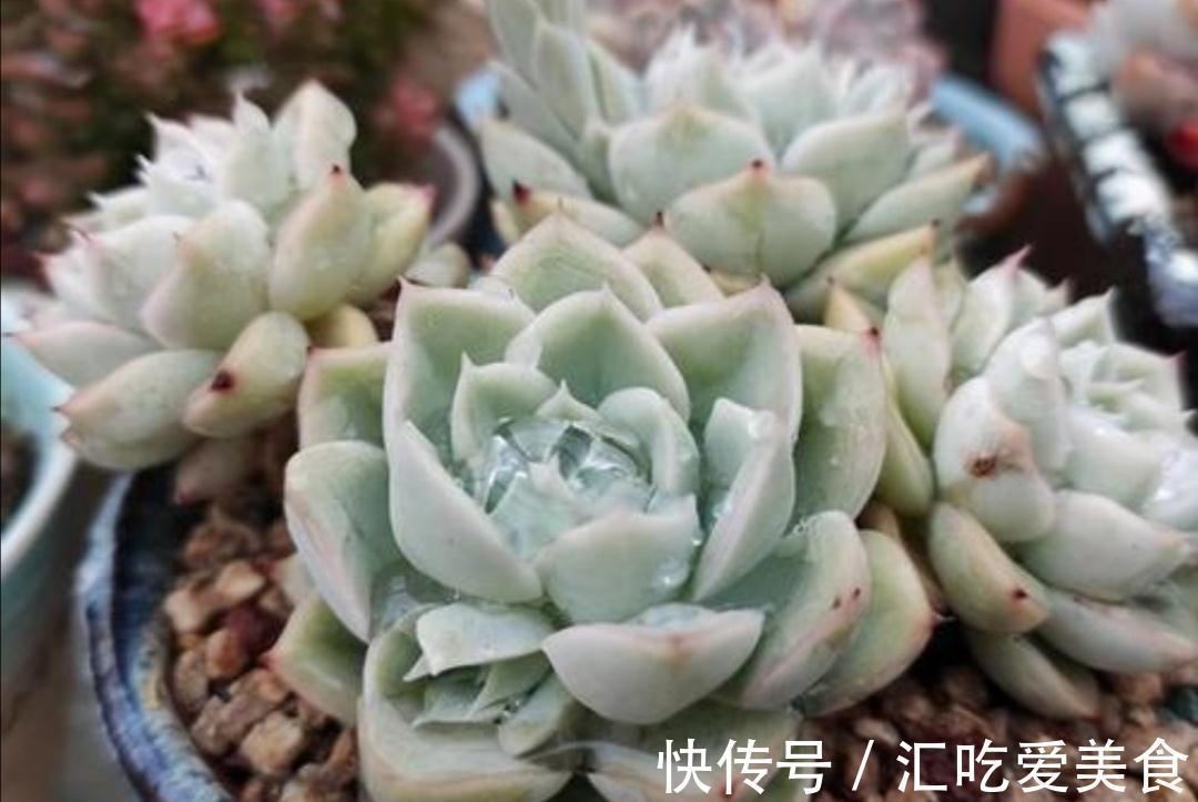 冬天养多肉,有“3怕1喜”,做好了才能安全过冬