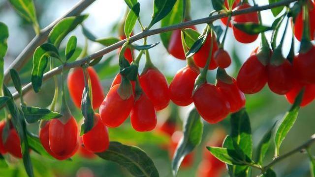 黑豆|红枣的“黄金搭档”找到了,搭配泡水喝,补气养血,让你面如桃花