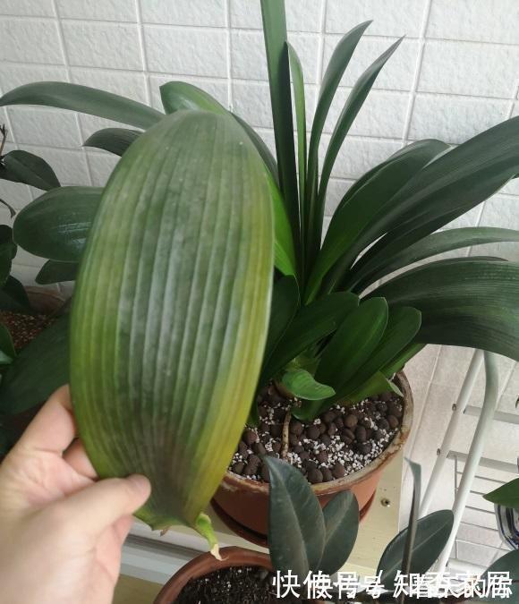 休眠期|夏天养花,4种植物容易“浇死”,进入休眠期,浇水能少则少